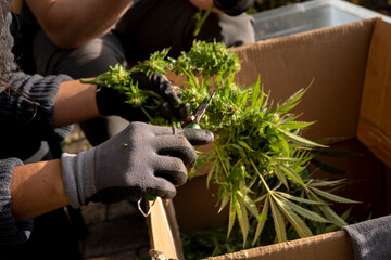 Close up of a woman's hands holding a box full of cannabis