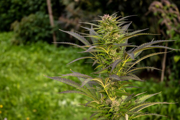 Cannabis (cannabis sativa) plant with flowers