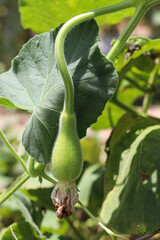 Close-up view of small green gourd forming tightly against thick leafy vine