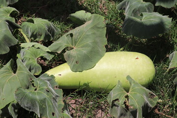 Curved bottle gourd lying across vines surrounded by sprawling sunlit green foliage