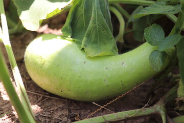 Curved pale gourd lying sideways beneath leafy canopy resting comfortably on warm soil
