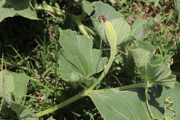Early-stage gourd nestled among dense leaves thriving under bright sunlight this morning