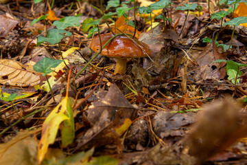 Close-up of a parasol mushroom