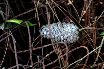 
Textured background of the forest floor. Fallen dry leaves and in the middle old rusty wire, highlighting a pine cone with pine seeds.