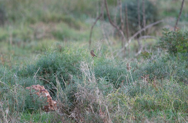 European Stonechat Bird on Meadow Plant at Sunrise