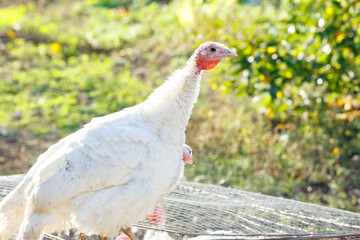 White turkey hen in sunlight. White female turkey standing in a sunlit farmyard, calm rural atmosphere and soft light - farm animal concept.