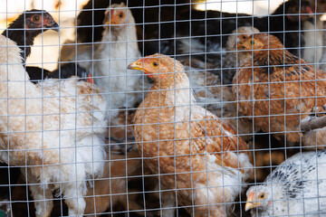 Flock of chickens in cage. Group of young chickens behind metal mesh. Rural poultry farm scene. © Denis