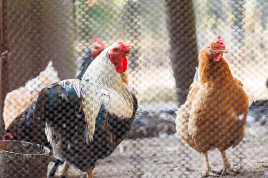 Rooster and hen standing together in a chicken coop. Sunlight and fence blur create rural farm atmosphere.