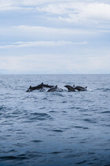 Obraz premium Delfines