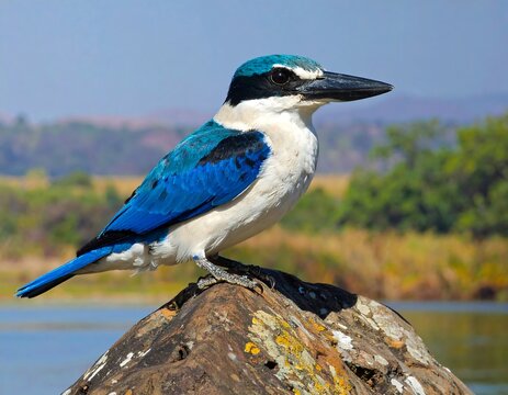 Stunning Collared Kingfisher perched majestically on a lichen-covered rock