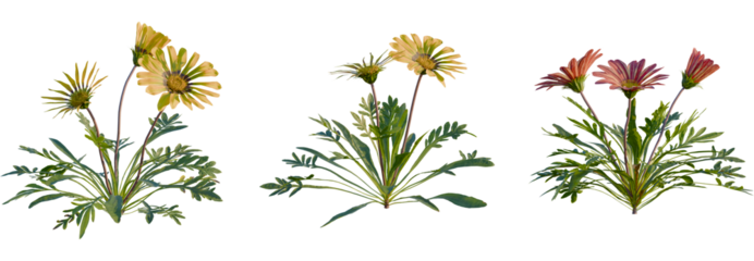 Gazania rigens tree, front view, cutout, transparent background, isolate, Colorful treasure flower plants bloom in golden yellow and reddish pink