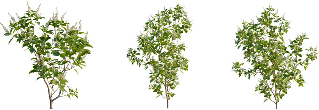 Clethra alnifolia tree, front view, cutout, transparent background, isolate, Vibrant summer foliage with delicate white blossoms for garden designs
