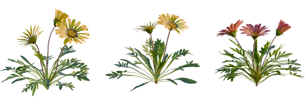 Gazania rigens tree, front view, cutout, transparent background, isolate, Colorful treasure flower plants bloom in golden yellow and reddish pink