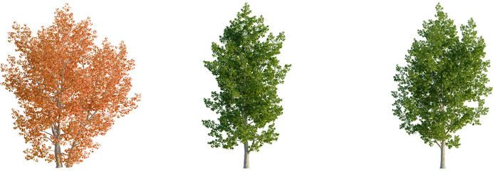 Fototapeta premium Populus tremula tree, front view, cutout, transparent background, isolate, Three trees showcase vibrant seasonal color changes for landscapes