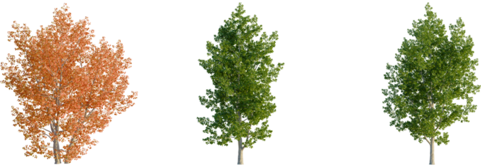 Populus tremula tree, front view, cutout, transparent background, isolate, Three trees showcase vibrant seasonal color changes for landscapes