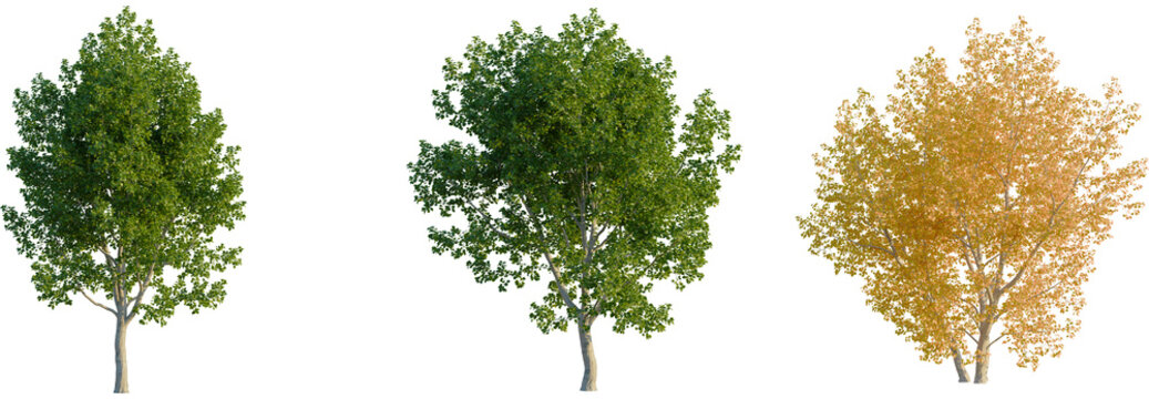Populus tremula tree, front view, cutout, transparent background, isolate, Three trees showcase spring, summer, and autumn foliage changes