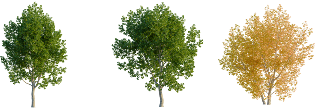 Populus tremula tree, front view, cutout, transparent background, isolate, Three trees showcase spring, summer, and autumn foliage changes