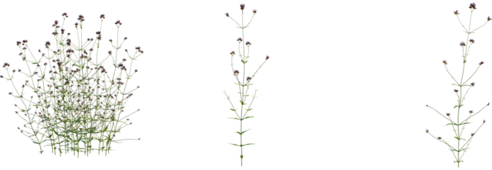 Verbena bonariensis tree, front view, cutout, transparent background, isolate, Verbena flower plant with delicate tiny purple blossoms and green leaves