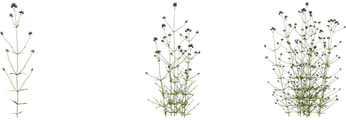 Verbena bonariensis tree, front view, cutout, transparent background, isolate, Verbena bonariensis...