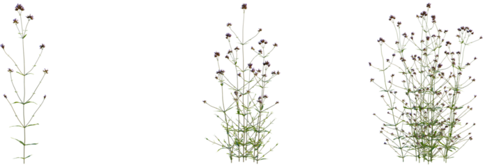 Verbena bonariensis tree, front view, cutout, transparent background, isolate, Verbena bonariensis plant growing stages for your garden design project
