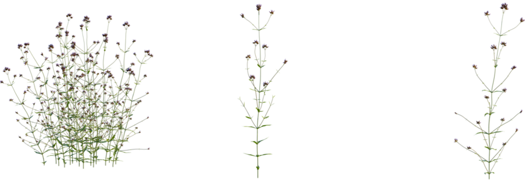 Verbena bonariensis tree, front view, cutout, transparent background, isolate, Verbena flower plant with delicate tiny purple blossoms and green leaves
