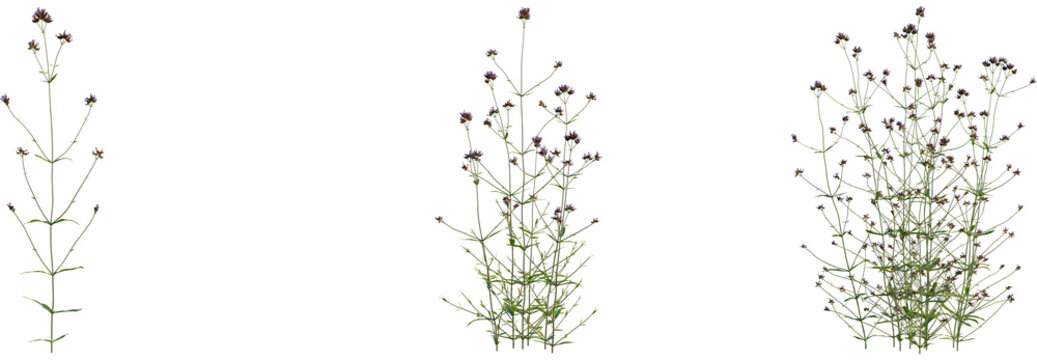 Verbena bonariensis tree, front view, cutout, transparent background, isolate, Verbena bonariensis plant growing stages for your garden design project