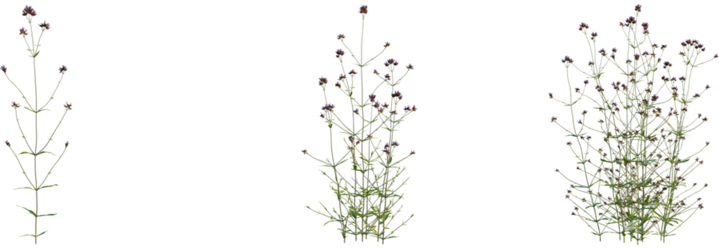 Verbena bonariensis tree, front view, cutout, transparent background, isolate, Verbena bonariensis plant growing stages for your garden design project