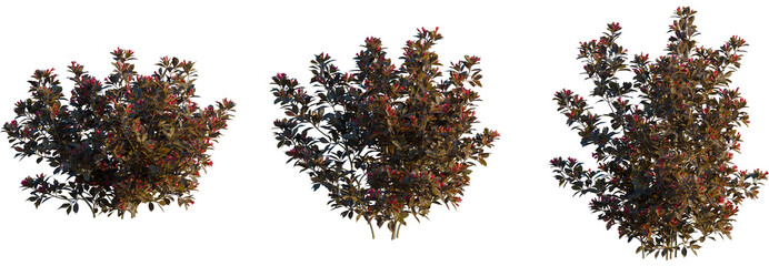 Weigela naomi campbell tree, front view, cutout, transparent background, isolate, Three beautiful...