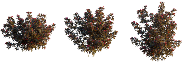 Weigela naomi campbell tree, front view, cutout, transparent background, isolate, Three beautiful flowering bushes ready for your garden design project