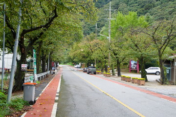 Tree‑Lined Street and Bike Lane