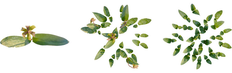 Naklejka premium Erythronium americanum tree plan, top view, cutout, transparent background, isolate, Erythronium flower cluster set, elegant and decorative floral element