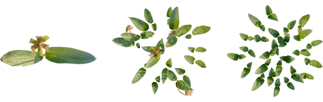 Erythronium americanum tree plan, top view, cutout, transparent background, isolate, Erythronium flower cluster set, elegant and decorative floral element