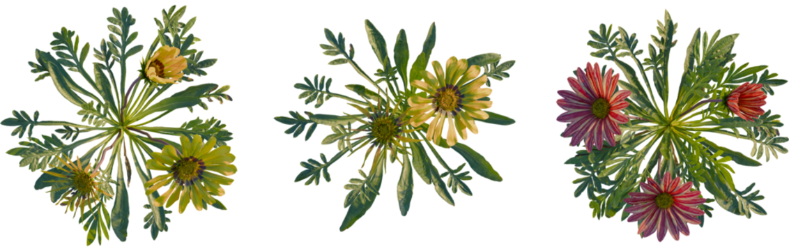 Gazania rigens tree plan, top view, cutout, transparent background, isolate, Colorful treasure flower plants bloom in golden yellow and reddish pink - Powered by Adobe