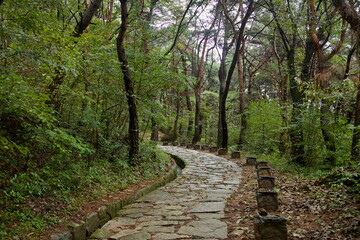 Stone Footpath through Pines