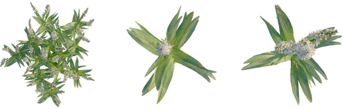 Lysimachia ephemerum tree plan, top view, cutout, transparent background, isolate, Elegant veronica flowers blossom in summer sunshine, a vibrant garden plant