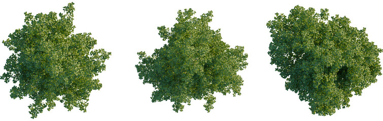 Populus tremula tree plan, top view, cutout, transparent background, isolate, Three trees showcase vibrant seasonal color changes for landscapes