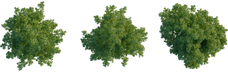 Populus tremula tree plan, top view, cutout, transparent background, isolate, Three trees showcase vibrant seasonal color changes for landscapes
