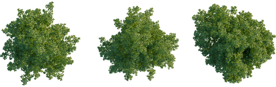 Populus tremula tree plan, top view, cutout, transparent background, isolate, Three trees showcase vibrant seasonal color changes for landscapes