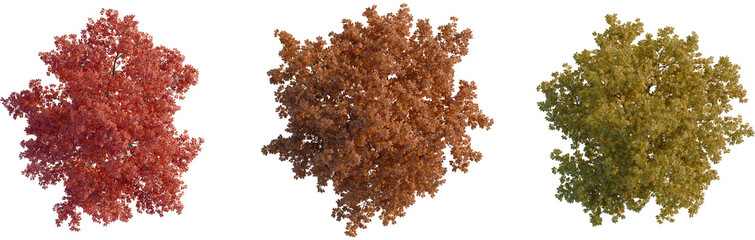 Quercus rubra tree plan, top view, cutout, transparent background, isolate, Vibrant autumn trees in...