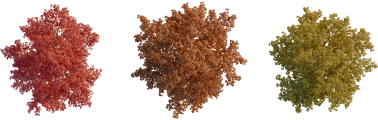 Quercus rubra tree plan, top view, cutout, transparent background, isolate, Vibrant autumn trees in stunning seasonal colors for landscaping design