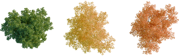 Populus tremula tree plan, top view, cutout, transparent background, isolate, Three trees showcase spring, summer, and autumn foliage changes