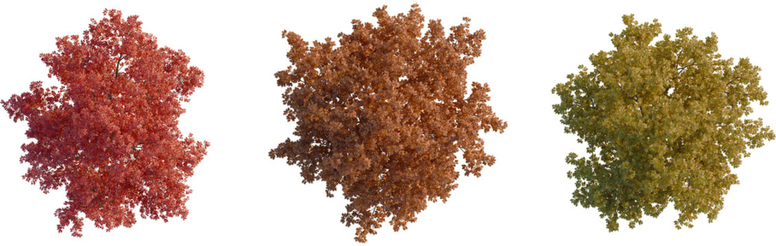 Quercus rubra tree plan, top view, cutout, transparent background, isolate, Vibrant autumn trees in stunning seasonal colors for landscaping design - Powered by Adobe