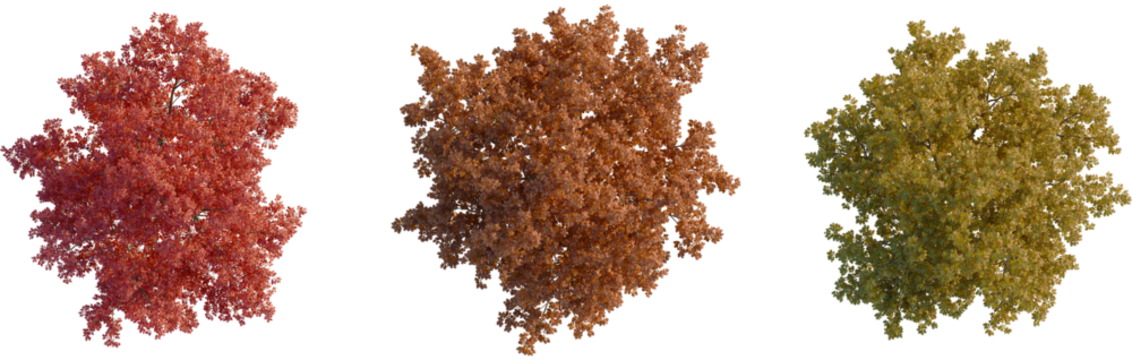 Quercus rubra tree plan, top view, cutout, transparent background, isolate, Vibrant autumn trees in stunning seasonal colors for landscaping design