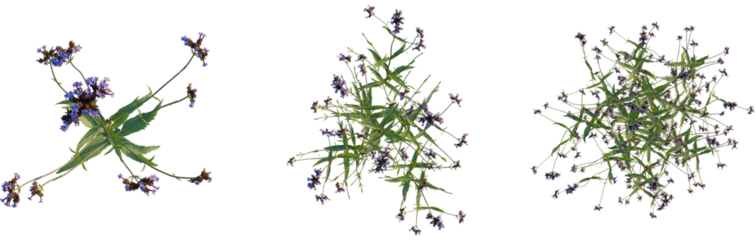 Verbena bonariensis tree plan, top view, cutout, transparent background, isolate, Verbena bonariensis plant growing stages for your garden design project