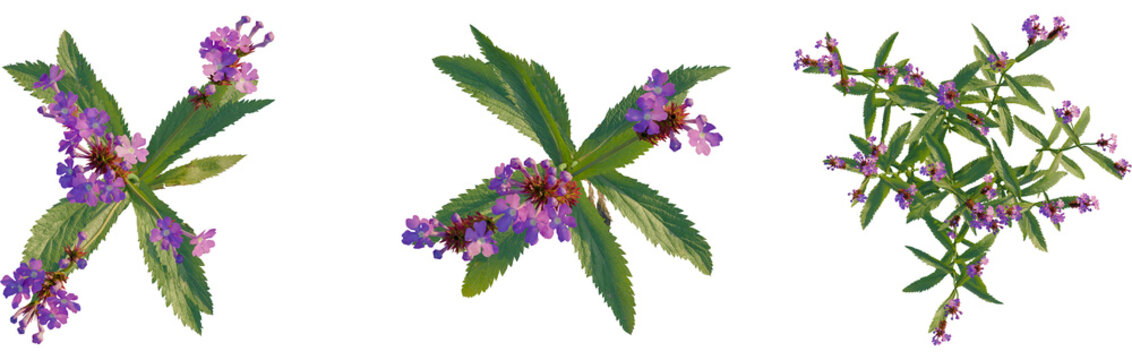 Verbena rigida tree plan, top view, cutout, transparent background, isolate, Elegant verbena bonariensis flowers for dreamy garden design projects