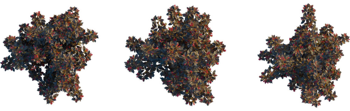 Weigela naomi campbell tree plan, top view, cutout, transparent background, isolate, Three beautiful flowering bushes ready for your garden design project