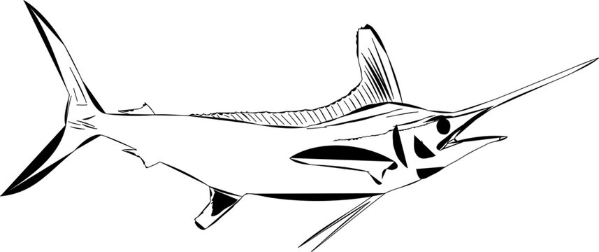 A comic like outline of a White Marlin