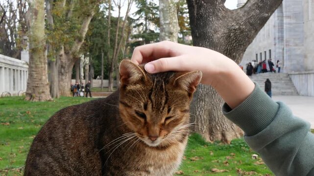Street cat squints with pleasure as a gentle hand strokes its head, selective focus. Tender moment of the quiet joy of connection between human and animal