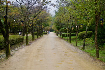 Lantern-lined Avenue in Saejae