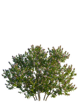 Escallonia x langleyensis apple tree 4k png, front view, cutout, isolate, transparent background, Beautiful flowering crabapple tree adds elegance to landscape designs